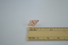 Peristernia chlorostoma