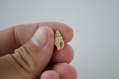 Peristernia chlorostoma