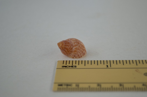 Littorina observed 2021-05-08