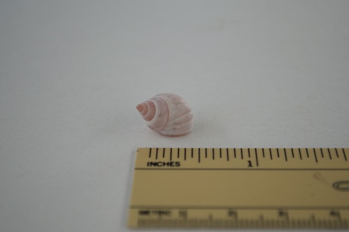 Littorina observed 2021-05-08