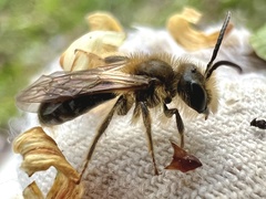 Andrena pruni