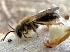 Andrena pruni