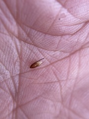 Anthoxanthum aristatum