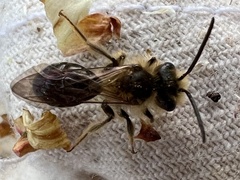 Andrena pruni