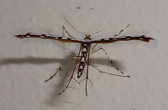 Cosmoclostis aglaodesma