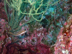 Plagiotremus azaleus