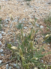 Anthoxanthum aristatum