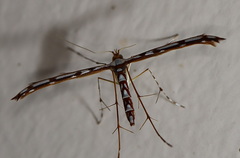 Cosmoclostis aglaodesma