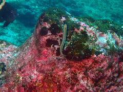 Plagiotremus azaleus