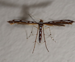 Cosmoclostis aglaodesma