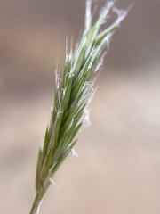 Anthoxanthum aristatum