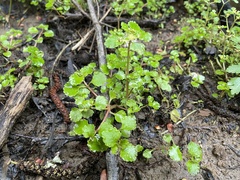 Chrysosplenium glechomifolium