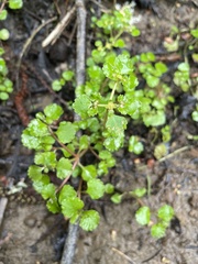 Chrysosplenium glechomifolium
