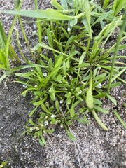 Limosella acaulis
