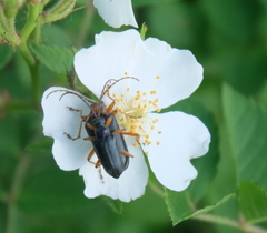 Brachysomida bivittata