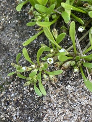 Limosella acaulis