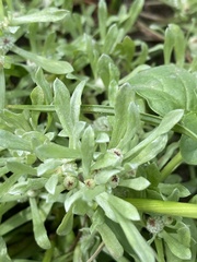 Psilocarphus oregonus