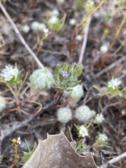 Pogogyne zizyphoroides