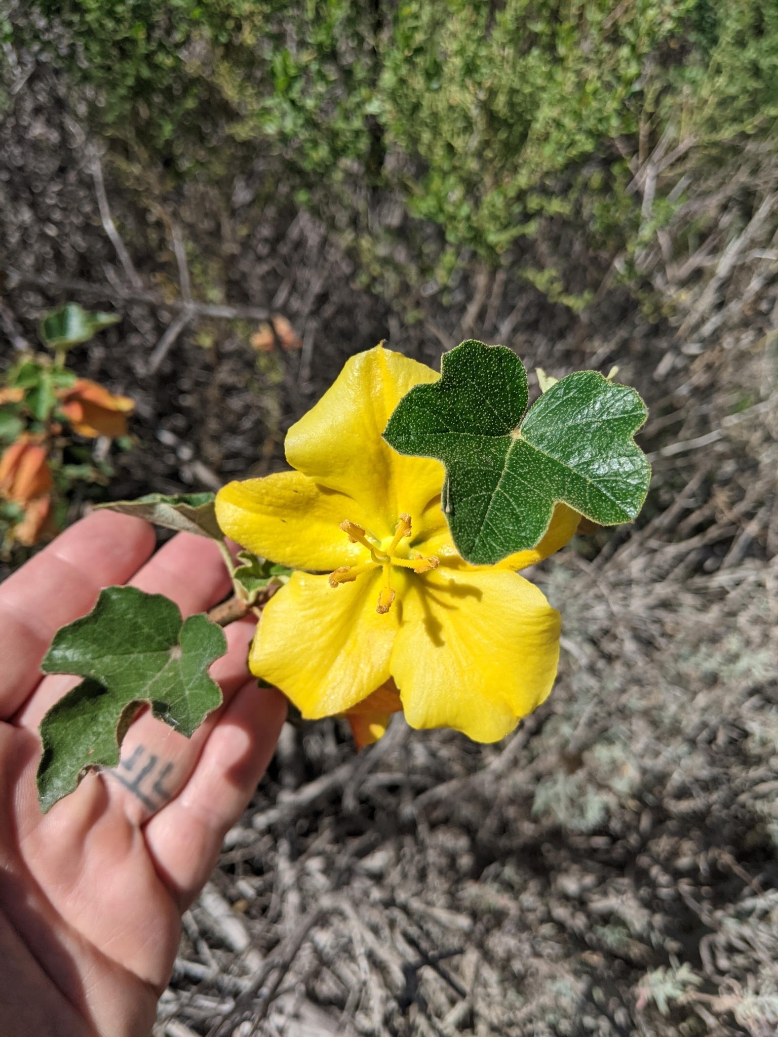 Fremontodendron