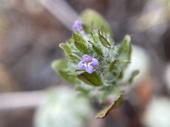 Pogogyne zizyphoroides