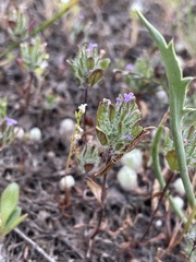 Pogogyne zizyphoroides