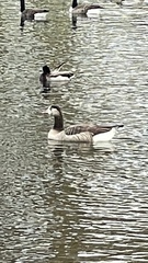 Anser anser × Branta canadensis