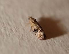 Ophiorrhabda phaeosigma