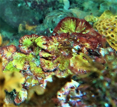 Sonderophycus capensis observed 2022-04-16