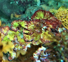 Sonderophycus capensis