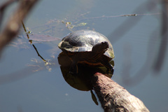 Trachemys scripta