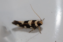 Macrobathra arrectella