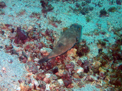 Sphoeroides angusticeps