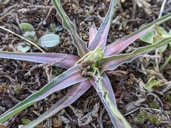 Nothocalais troximoides