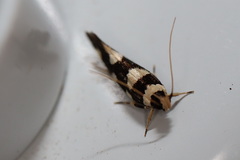 Macrobathra arrectella