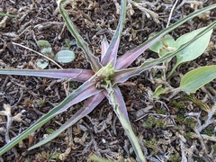 Nothocalais troximoides