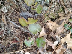 Pyrola americana