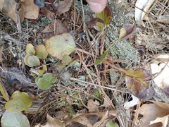 Pyrola americana