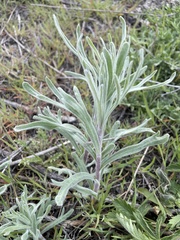 Artemisia tripartita