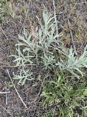 Artemisia tripartita