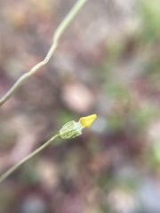 Cicendia quadrangularis