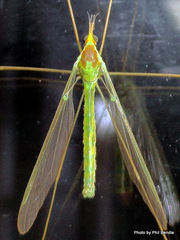 Leptotarsus virescens