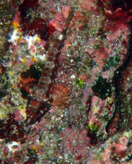 Lepidonectes corallicola