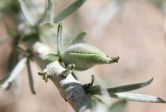 Gnorimoschema octomaculella