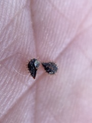 Plagiobothrys greenei