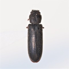 Lyctus carbonarius