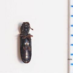 Lyctus carbonarius