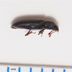 Lyctus carbonarius