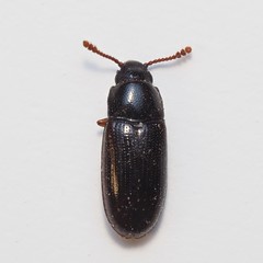 Pharaxonotha kirschii