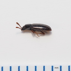 Pharaxonotha kirschii