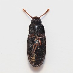 Pharaxonotha kirschii